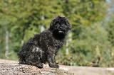 BOUVIER DES FLANDRES 137